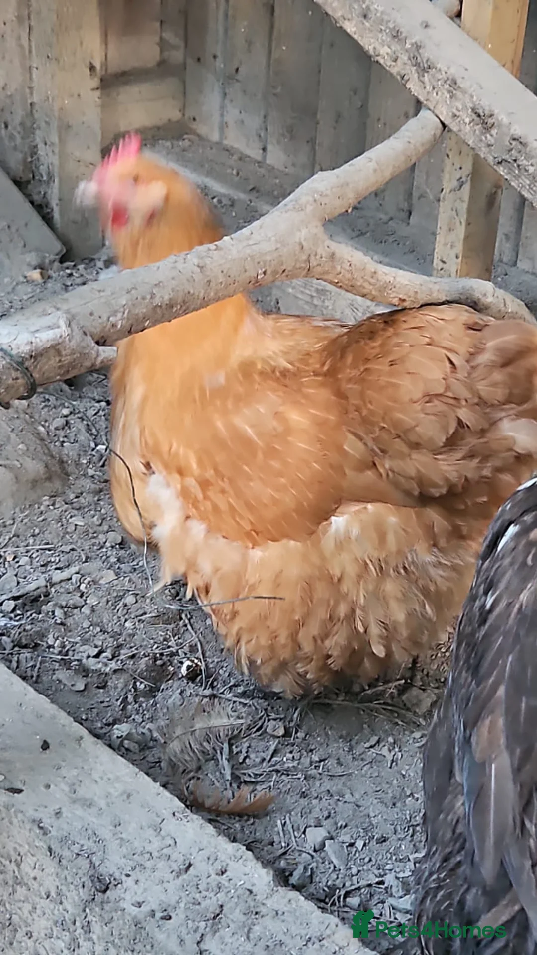 Mixed Breed poultry for sale: Female Chicken & Duck for rehoming in Cobham - Advert 4