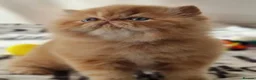Persian cats for sale: Persian Kittens - Advert 15