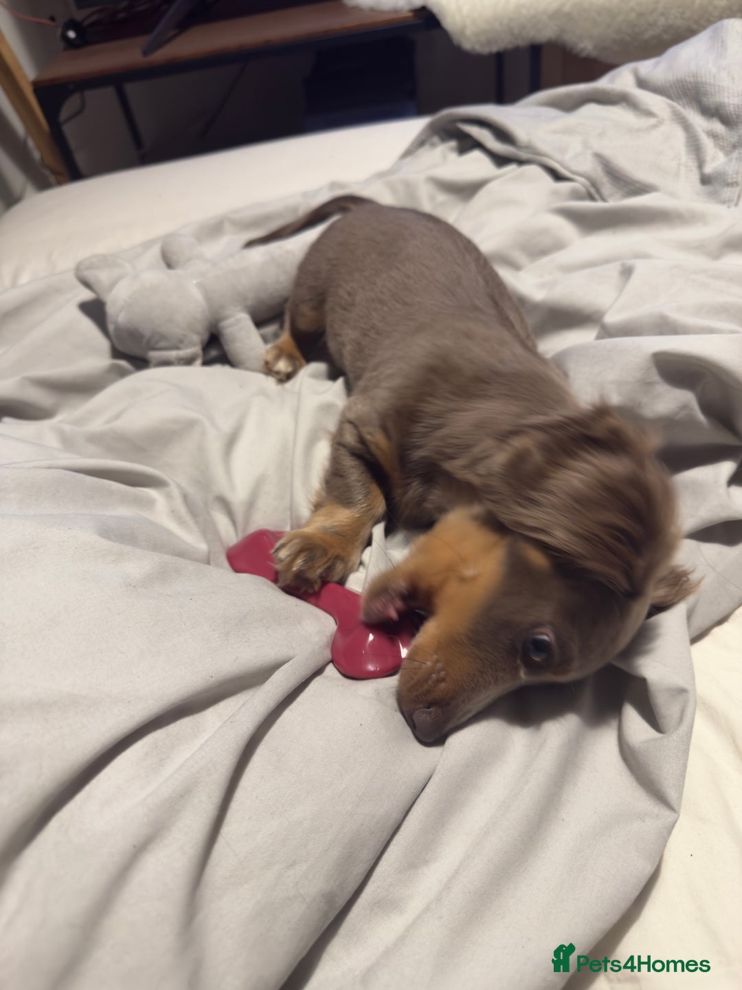 Miniature Dachshund dogs for sale: Miniature dachshund  - Image 6