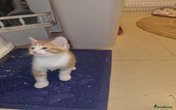 Mixed Breed cats for sale: Playful kittens dog savvy - Image 4