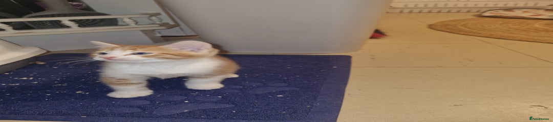 Mixed Breed Kitten 2