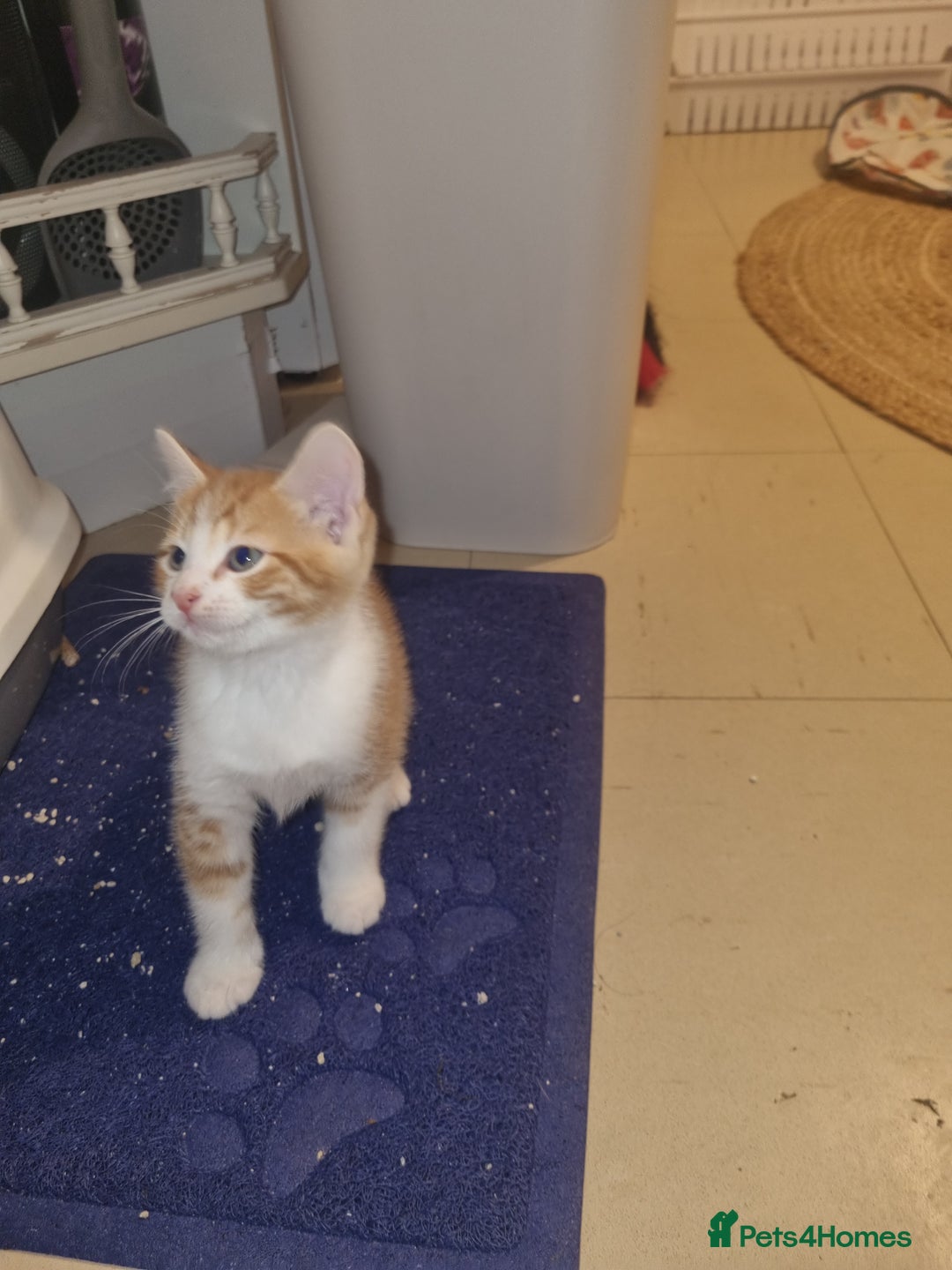 Mixed Breed cats for sale: Playful kittens dog savvy - Image 4