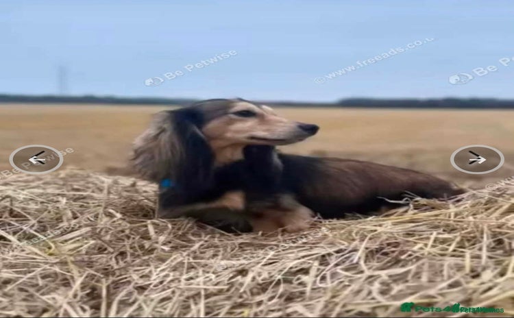 Miniature Dachshund dogs - Advert 8