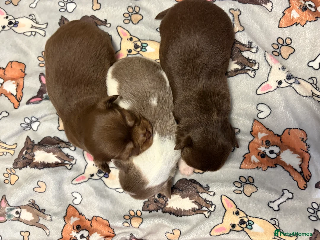 Chihuahua dogs for sale: One solid chocolate female chihuahua left!! ⭐️⭐️⭐️ - Advert 32