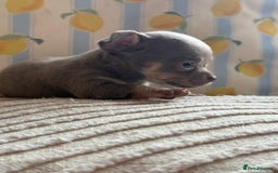 Chihuahua dogs for sale: Outstanding BLUE/TAN & LILAC/TAN puppies  - Image 11
