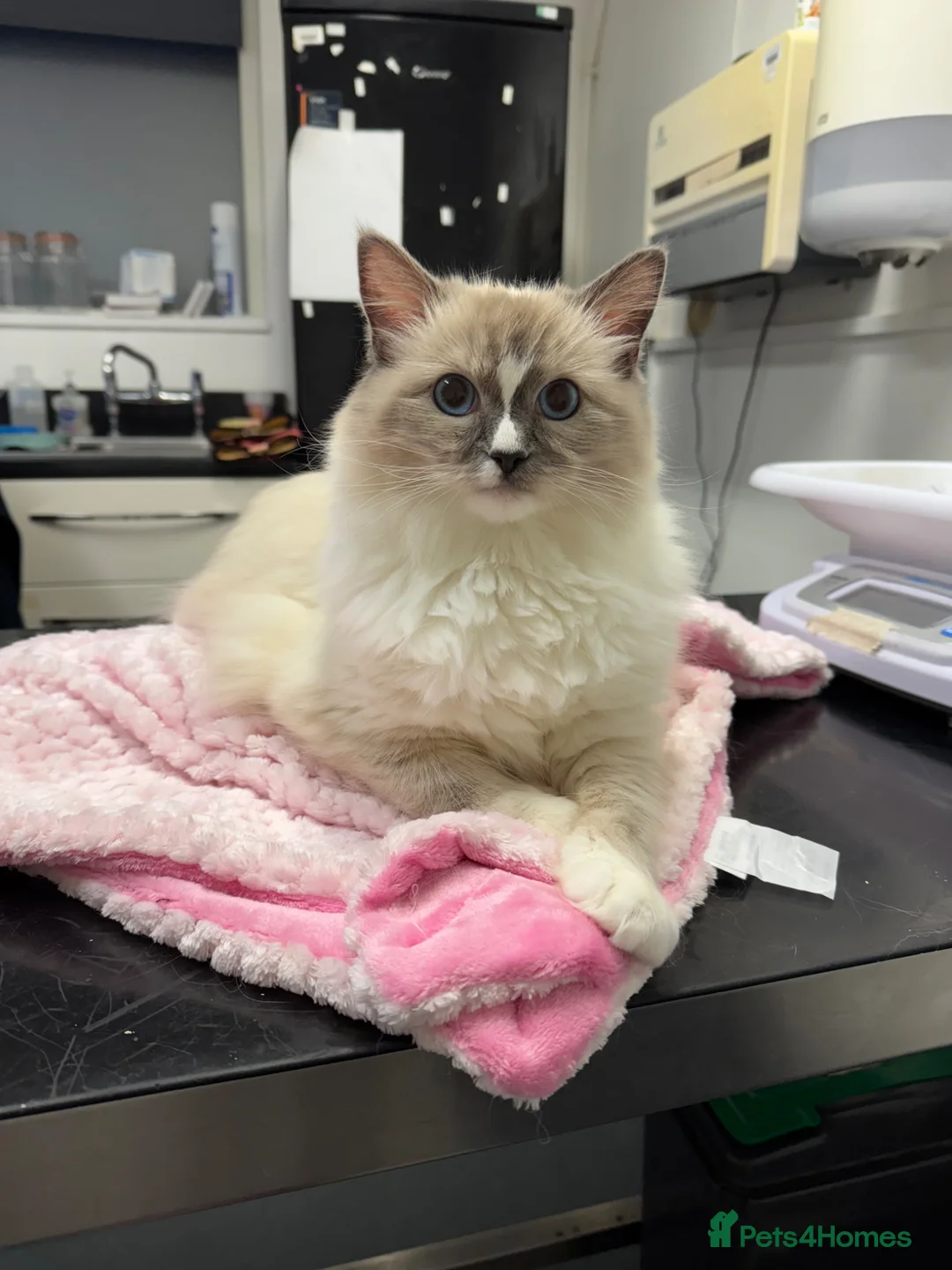 Ragdoll cats for sale: Female ragdoll  - Advert 5