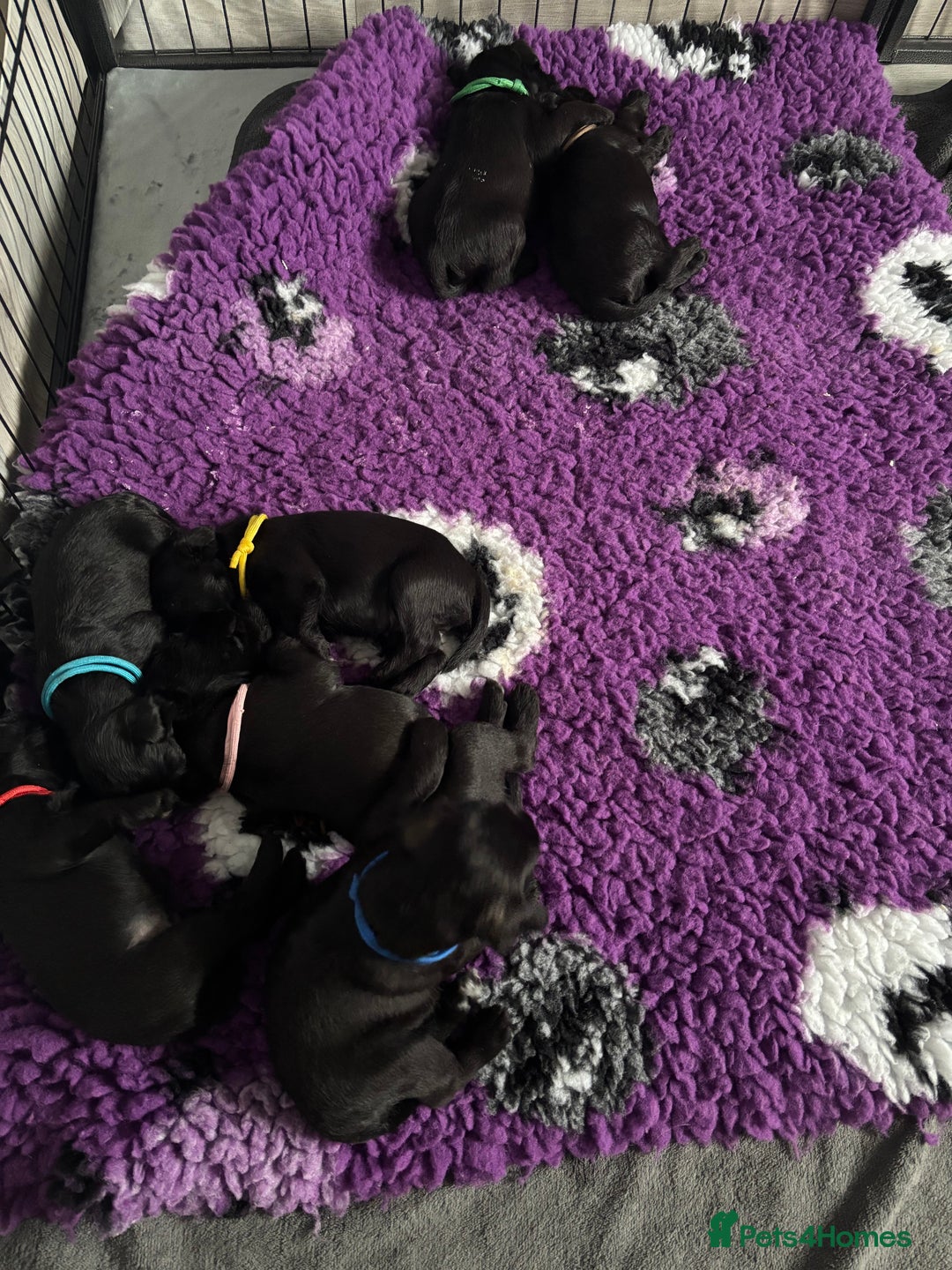 Miniature Schnauzer dogs for sale: 3 beautiful black boys available  - Advert 3