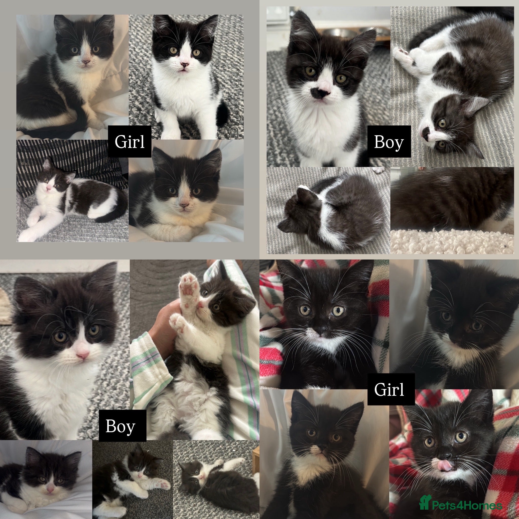 Mixed Breed cats Five adorable kittens ready now - Advert 18