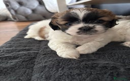 Shih Tzu dogs for sale: Adorable Shih Tzu puppy - Image 6