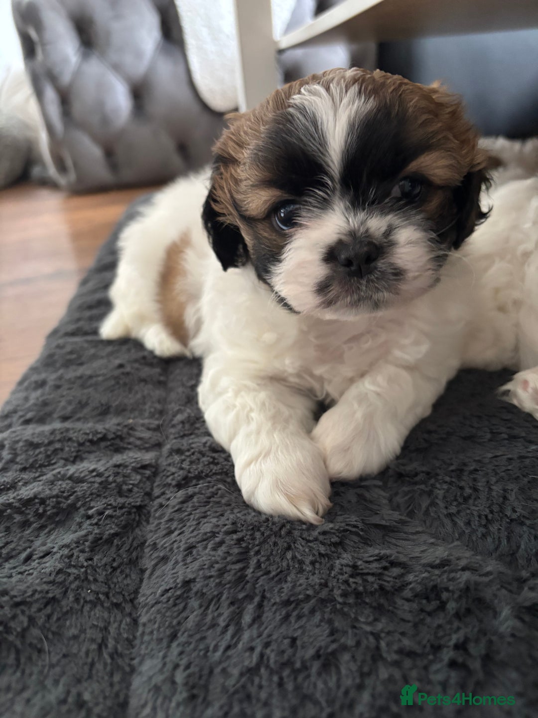 Shih Tzu dogs for sale: Adorable Shih Tzu puppy - Image 6