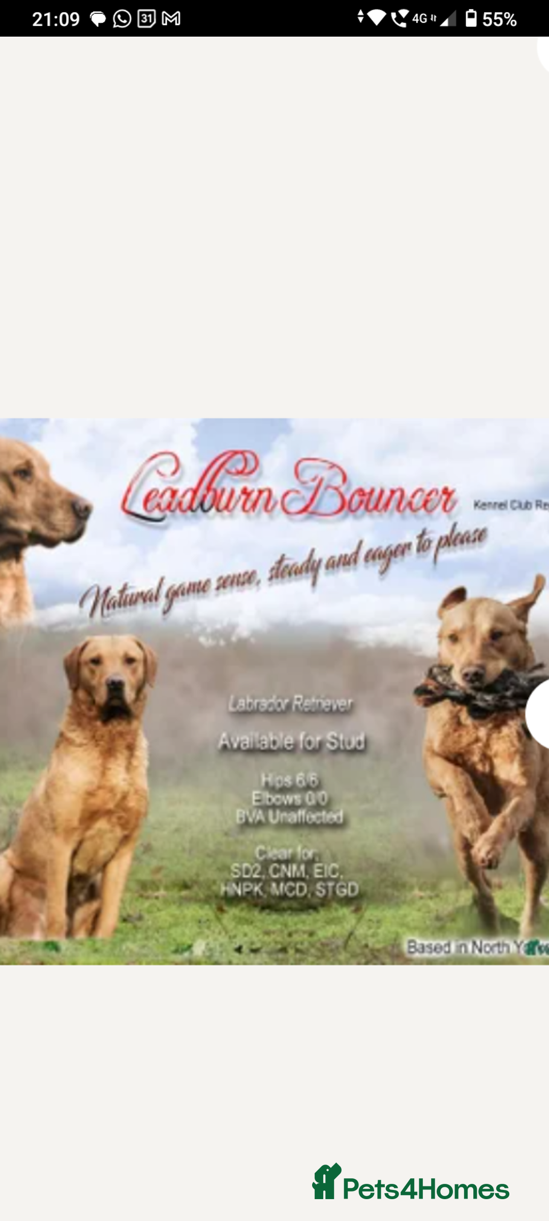 Labrador Retriever dogs for sale: Labrador KC registered puppies  - Advert 4