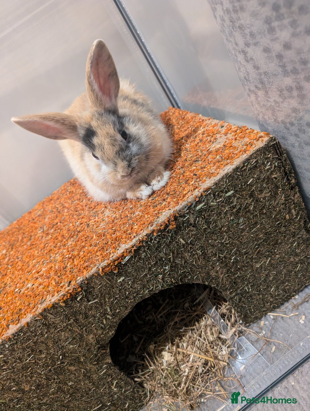 Mixed Breed rabbits for sale: Toffee - Advert 9