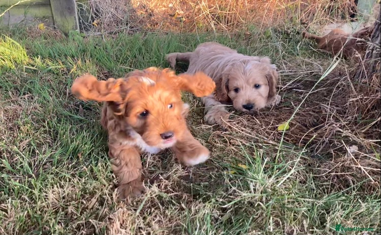 Cockapoo dogs - Advert 7
