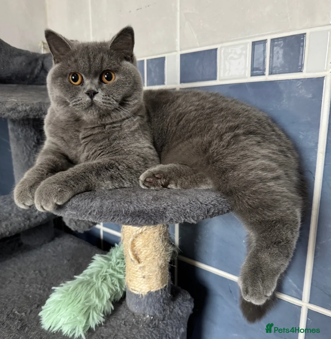 British Shorthair cats for sale: Stunning British Shorthair Kittens - Advert 10