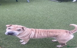 Shar Pei dogs for sale: Kc reg female Shar pei for sale  - Image 3