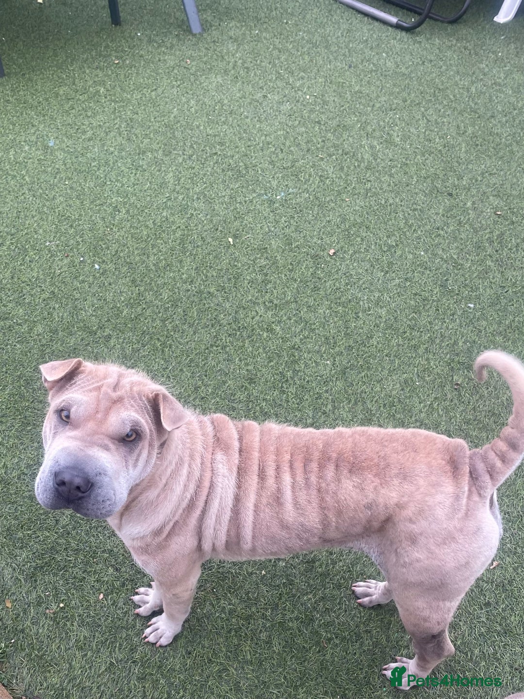 Shar Pei dogs for sale: Kc reg female Shar pei for sale  - Image 3
