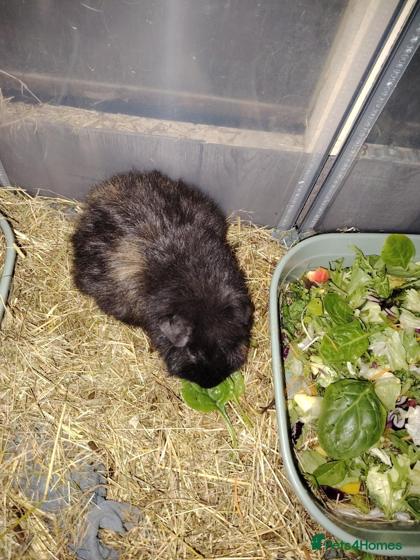 Guinea Pig rodents 2 male guinea pigs  - Advert 1