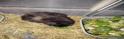 Guinea Pig rodents for sale: 2 male guinea pigs  - Advert 1