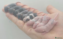 Mouse rodents for sale: male baby fancy mice - please read the description - Image 1