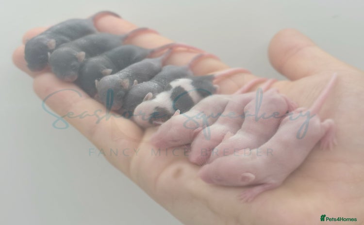 Mouse rodents - Advert 5
