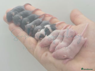 Mouse rodents - Advert 7