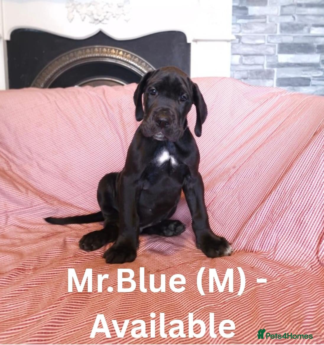 Great Dane dogs for sale: Great Dane Puppies - Advert 5
