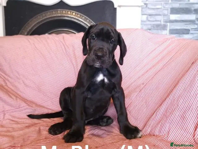 Great Dane dogs for sale: Great Dane Puppies - Advert 5