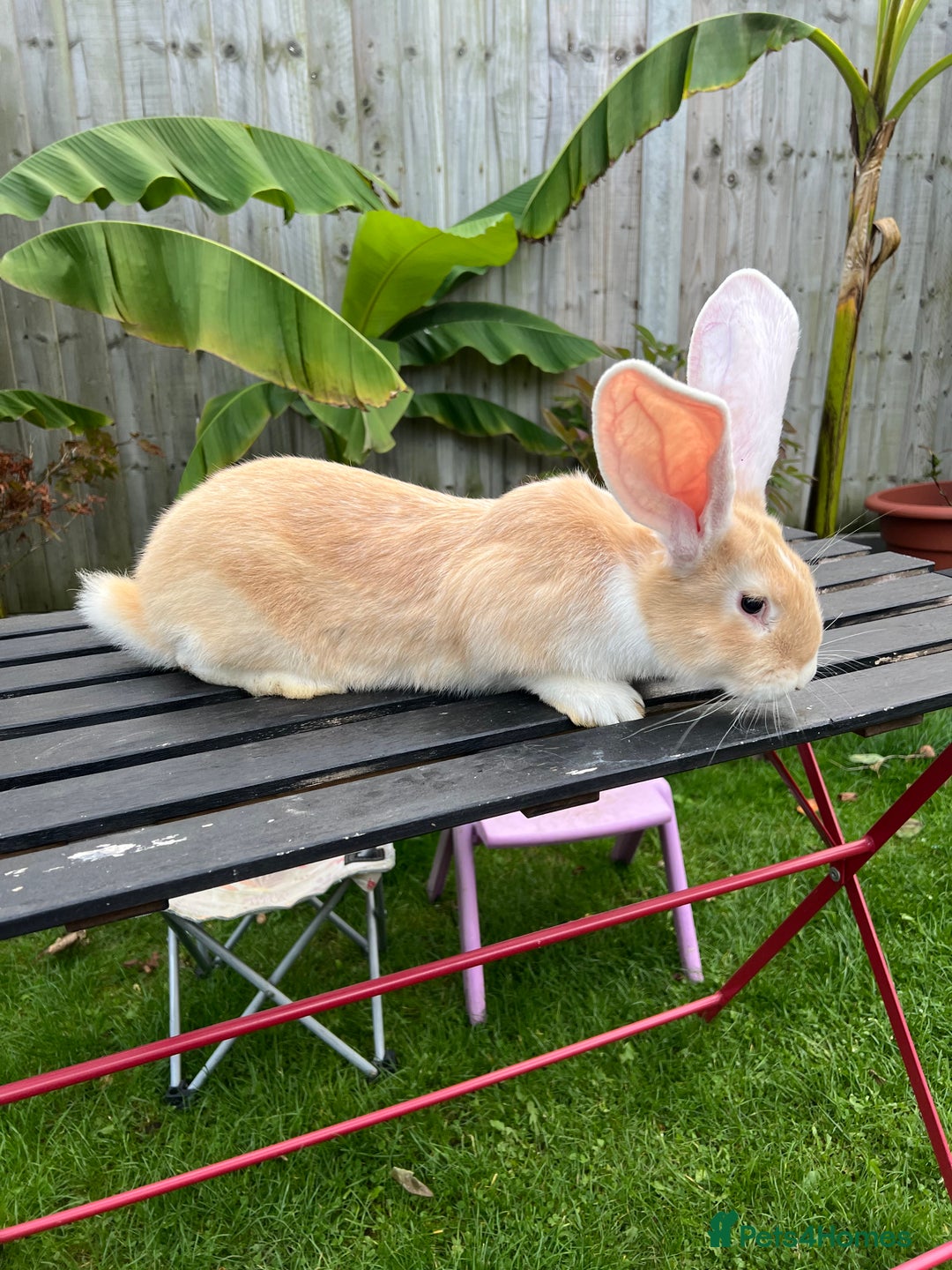 Continental Giant rabbits for sale: Continental Giants - Image 10