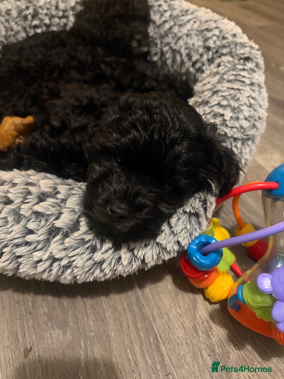 Lhasapoo dogs for sale: Three lhasapoo pups 2 girls & 1 boy  - Advert 17