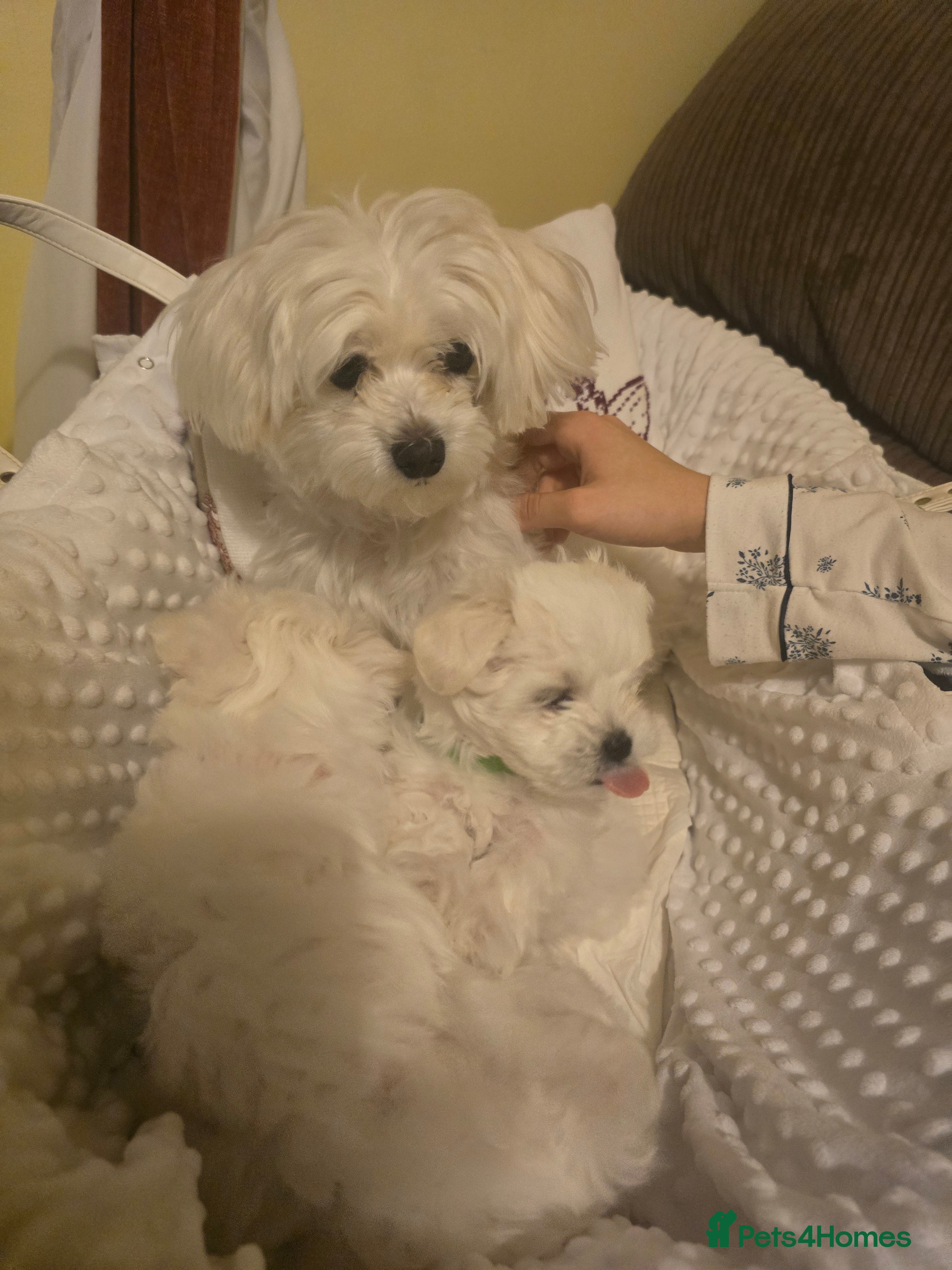 Maltese dogs 3 fluffy and lovely maltese girls for sale - Advert 1