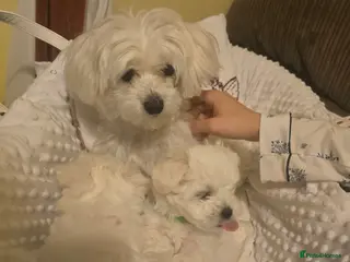 Maltese dogs 3 fluffy and lovely maltese girls for sale - Advert 1