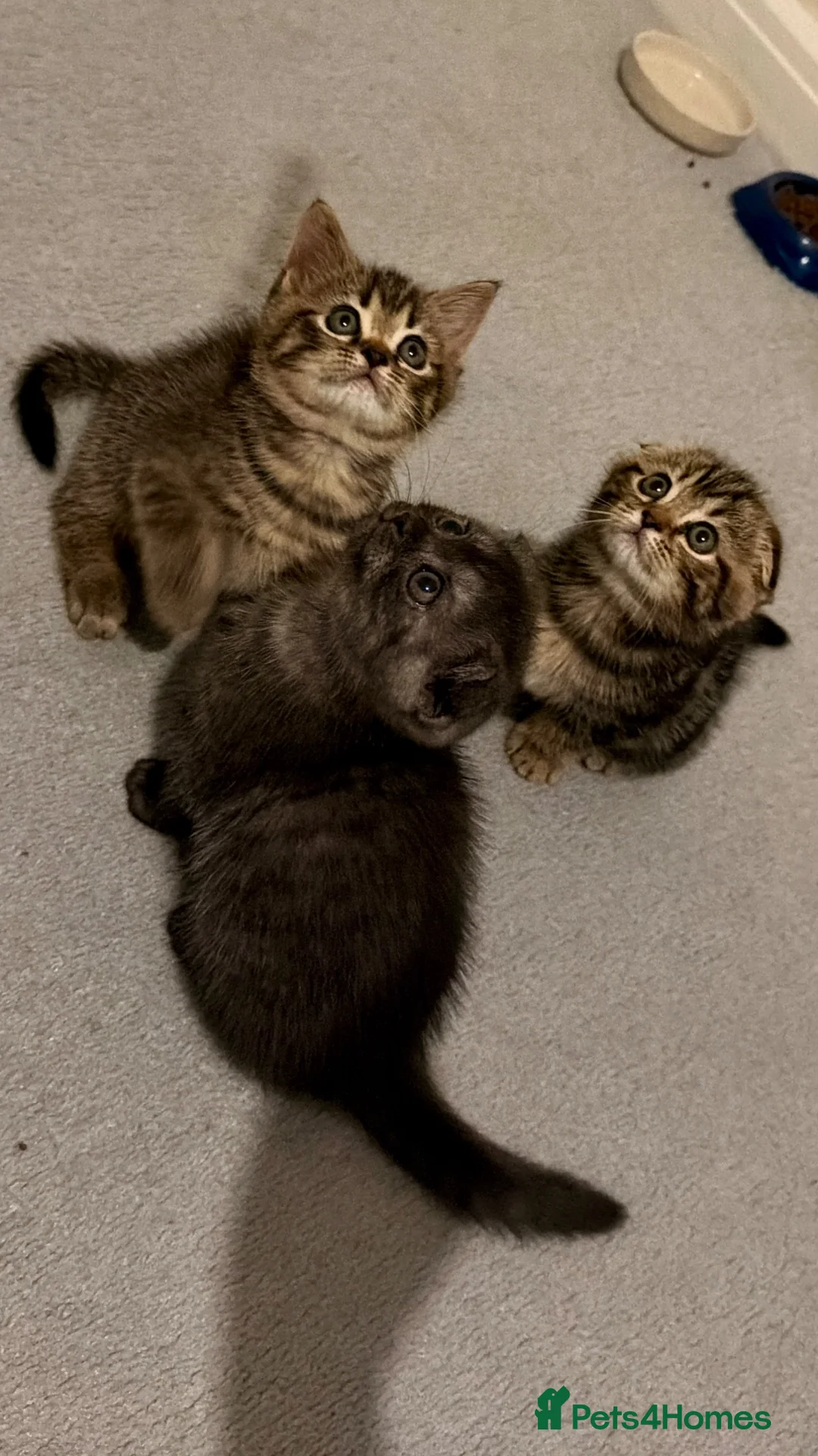 British Shorthair cats for sale: British shorthair  - Advert 2