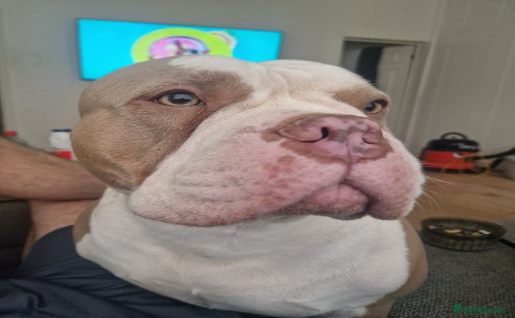 American Bully dogs - Advert 1