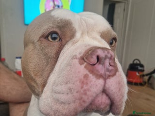 American Bully dogs - Advert 4