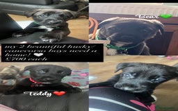 Mixed Breed dogs for sale: CaneCorso/Husky puppies  - Image 1