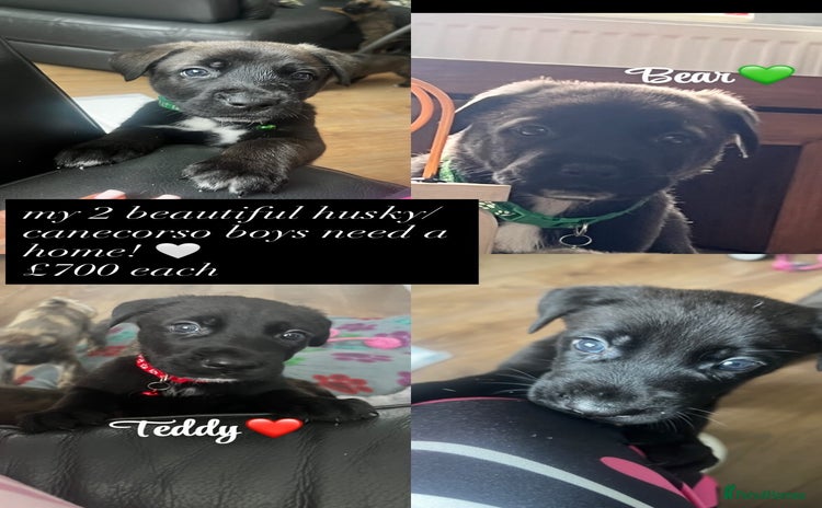 Mixed Breed dogs - Advert 6