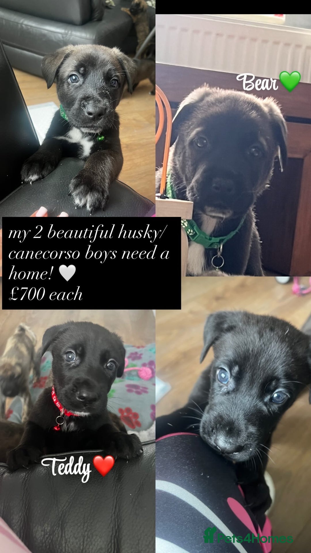 Mixed Breed dogs for sale: CaneCorso/Husky puppies  - Image 1