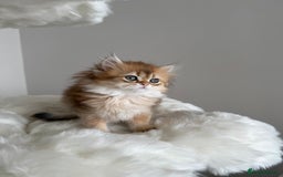 British Shorthair cats for sale: British Shorthair Golden Lilac kittens  - Image 27