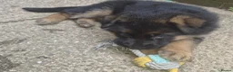 German Shepherd dogs for sale: Beautiful German shepherd puppies 1 left - Advert 13