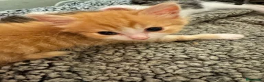 Mixed Breed Kitten 1