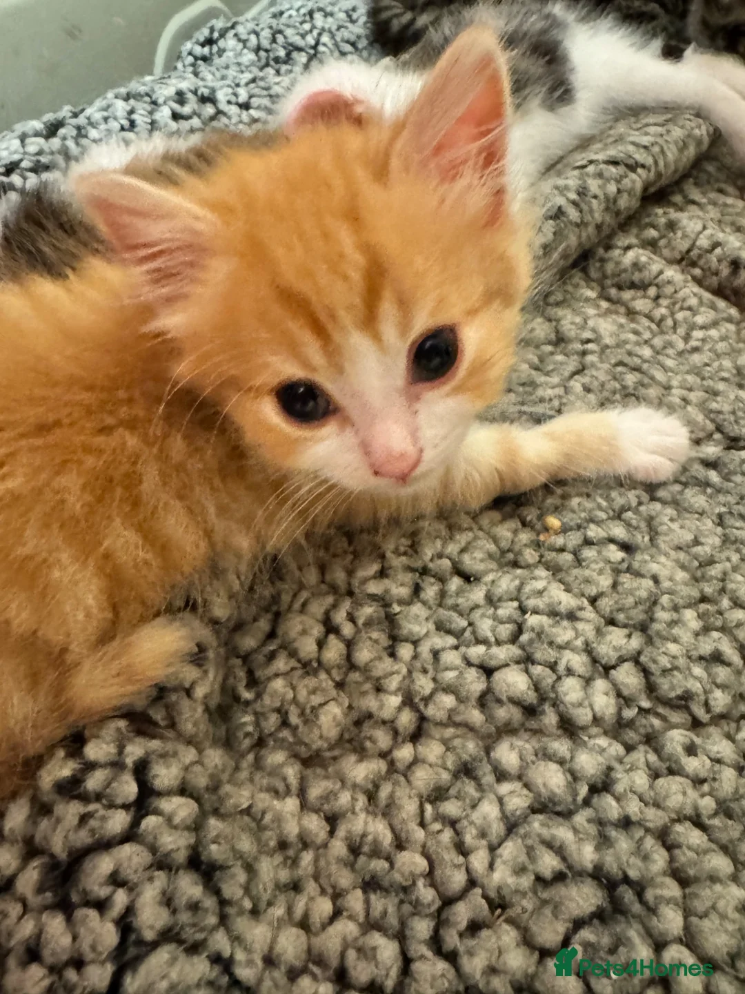 Mixed Breed cats for sale: Ginger Kitten 7 weeks old  - Advert 2