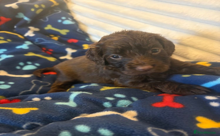 Cocker Spaniel dogs Cocker spaniel pups - Advert 15