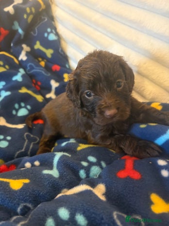 Cocker Spaniel dogs Cocker spaniel pups - Advert 15