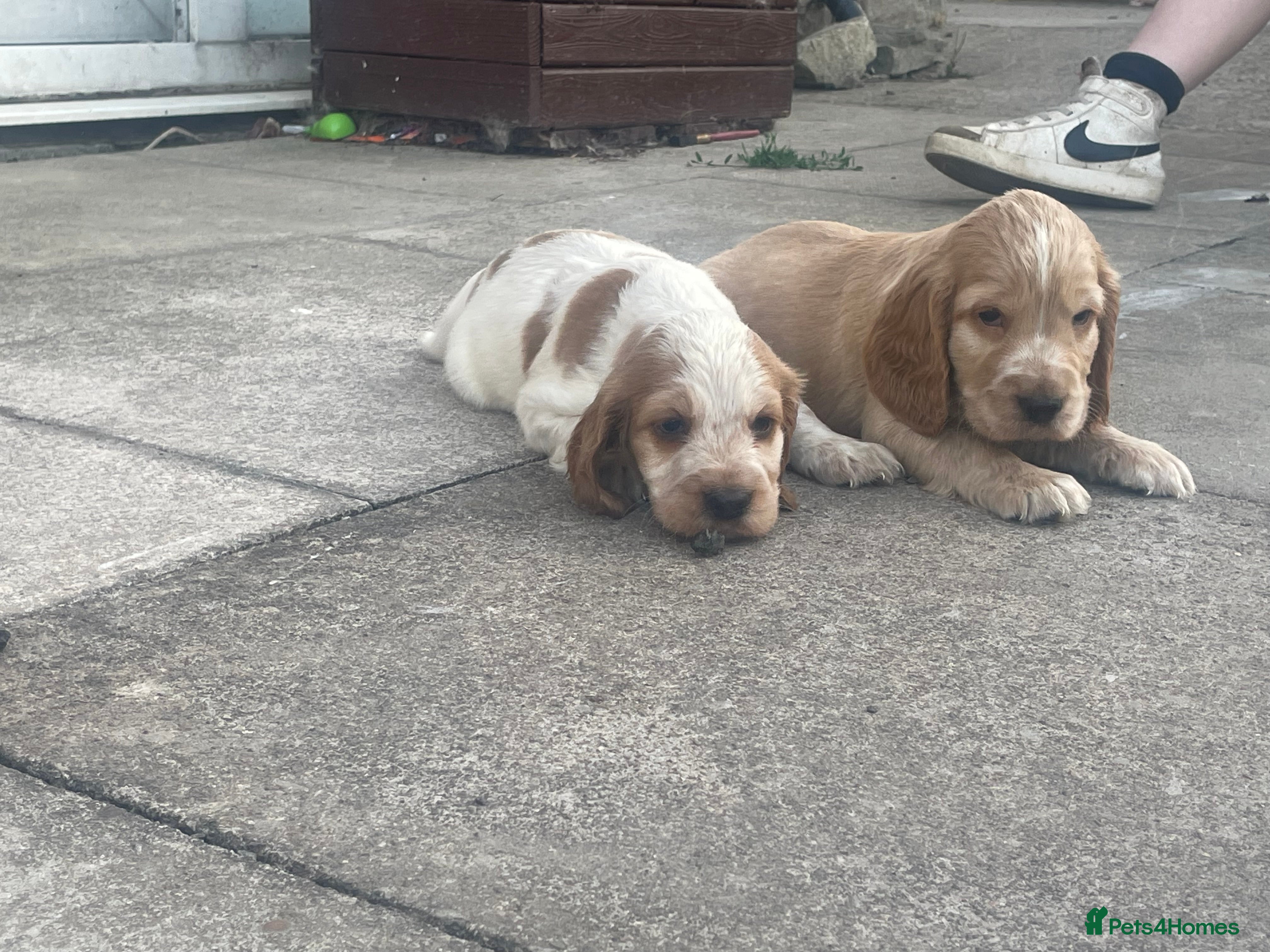 Cocker Spaniel dogs Show type KC reg puppies for sale.  - Advert 2