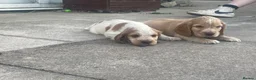 Cocker Spaniel dogs for sale: Show type KC reg puppies for sale.  - Advert 2