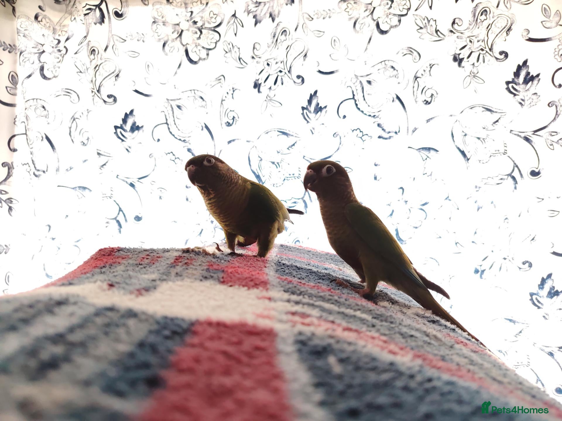 Cockatiels birds Cockatiels, Senegal, Myers, conures, caiques - Advert 2