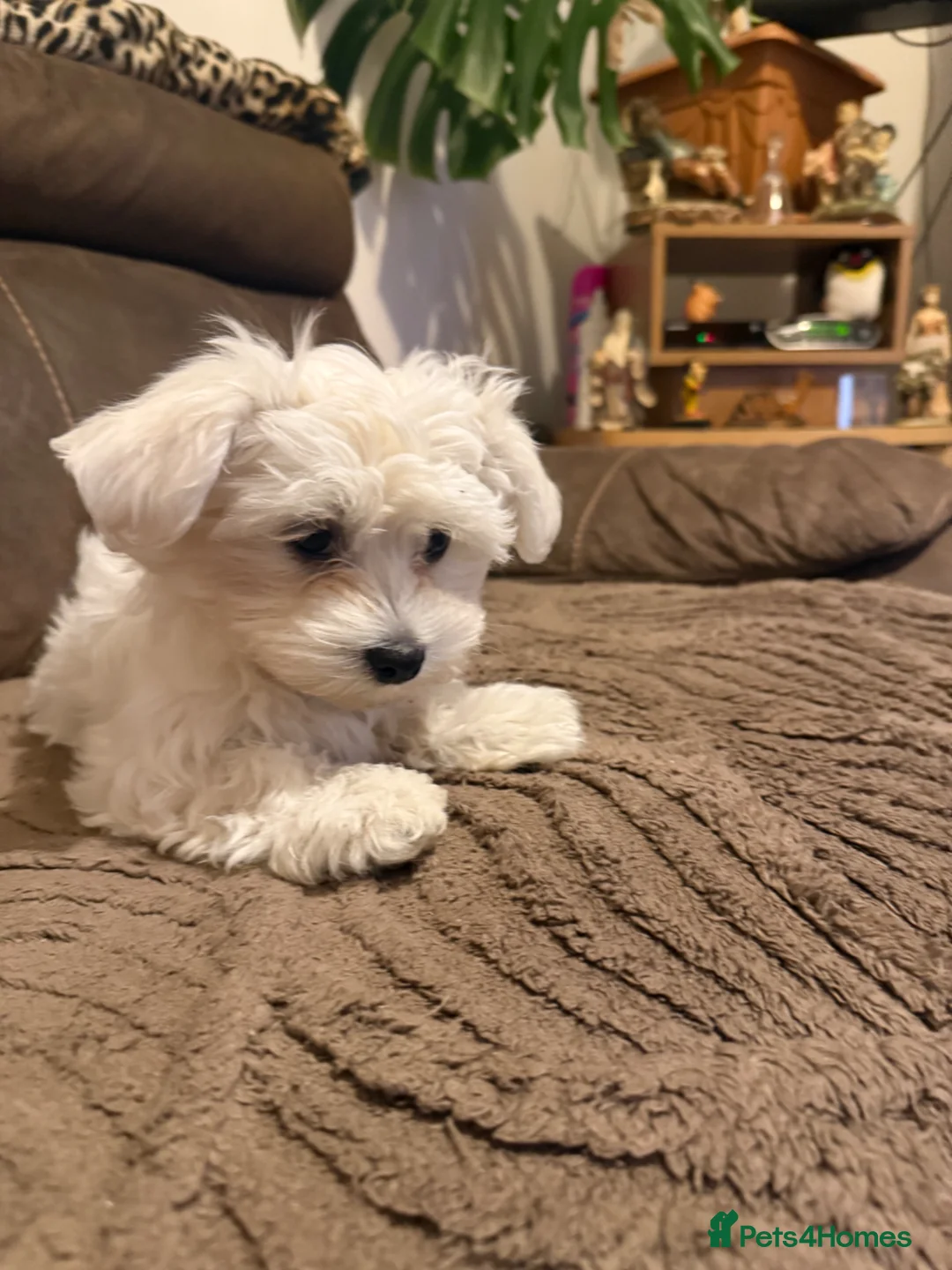 Maltese dogs for sale: Maltese puppies  - Advert 2