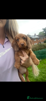 Miniature Dachshund dogs - Advert 6