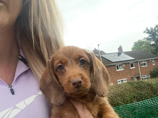 Miniature Dachshund dogs - Advert 4