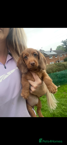 Miniature Dachshund dogs - Advert 9